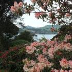 Rhododendron CIS  frames a harbour view. PHOTOS: GILLIAN VINE