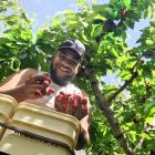 H&amp;J Roberts picker Benny Smith, of Earnscleugh, on the job yesterday during the first day of...