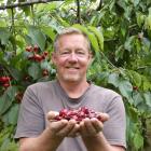 Cheeki Cherries/Dam Good Fruit owner Martin Milne holds some of this year’s harvest. He remains...