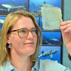 Dr Bridie Allan, of the University of Otago marine science department, has been studying the...