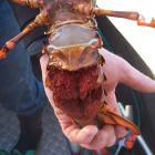 The value of the landed catch from CRA8 is estimated to be $122.4 million. PHOTO: SUPPLIED