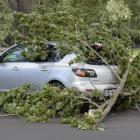 A large tree limb fell in high winds and broke the rear window of a parked car, in Logan Park Dr,...