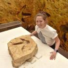 Otago Museum conservator Shannah Rhynard-Geil examines an ancient moa footprint being held at the...