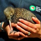 Queenstown Kiwi Birdlife Park's unnamed female kiwi chick is back in the resort after corrective...