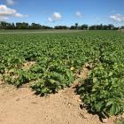 New Zealand-grown potatoes are at threat due to large quantities of European fries imported into...