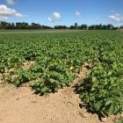New Zealand-grown potatoes are at threat due to large quantities of European fries imported into...