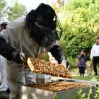 Southland Bee Society chairman Geoff Scott sets up new hives at Folster Gardens in Invercargill....