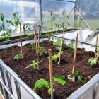 Chillies, tomatoes, capsicums and lettuce have already been planted in the community garden....