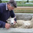 Ida Valley sheep and stud farmer Robert Gardyne is a firm believer is using the Carla test to...