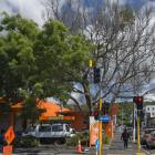 An ailing ash tree at the corner of Hanover and Castle Sts in Dunedin is listed as significant....