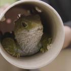 The tuatara travelled in the cabin of flight NZ8952, cocooned in special transportation tubes...