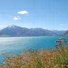 Fishermen first reported algae in Lake Wanaka in the early 2000s. 