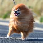 Thor the Pomeranian, pictured during a blustery day in John Wilson Ocean Dr in 2014. PHOTO:...