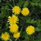 Get rid of weeds before they seed. Photo: Gillian Vine