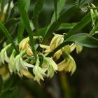 Carmichaelia williamsii growing in Dunedin Botanic Garden. Photo: Linda Robertson 