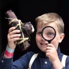 Ash Bold, a year 4 pupil at Andersons Bay School, takes a close look at a poha, a Maori food...