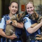 Constable Desiree Hoera (left), holding Harlem, and Constable Larissa Muir, holding Harlie, are...