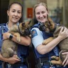 Constable Desiree Hoera (left), holds Harlem, and Constable Larissa Muir holds Harlie, newest...