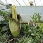  Interested onlookers view the corpse plant at the Dunedin Botanic Garden yesterday....