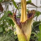 The corpse plant. Photo: ODT files.