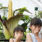 Checking out the corpse plant, although not particularly enjoying the smell, at the Dunedin...