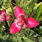 Often referred to as day lily or jockey's cap, Tigridia pavonia, is actually a member of the iris...