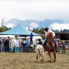 Pat McCarthy lassoes a steer during the team roping event at the Wanaka Rodeo on Saturday. PHOTO:...