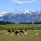 New technologies are expected to reduce emissions from the farming sector by up 
...