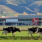 Cattle move past  Dunedin Airport, at Momona, during a previous Gypsy Day. Photo: Gerard O'Brien