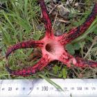 A Manapouri man found this stinkhorn fungus while mowing the lawn at the weekend. PHOTO: SUPPLIED