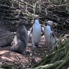 Yellow-eyed penguin chicks are falling ill with an unexplained pneumonia-like sickness. PHOTO:...