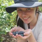 Annabel Murphy, of Invercargill, is enjoying her first season of blueberry picking while she is...