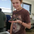 Pupil Nina Zink (13), of Te Anau, holds a cat's eye snail at the New Zealand Marine Studies...