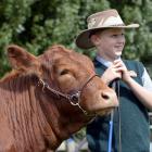 Southland’s Jake Eden, of Balfour, steadies a South Devon named Nora at the Taieri A&P...