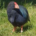 Tumbles the takahe at the Te Anau Bird Sanctuary. PHOTO: ANJA KOHLER
