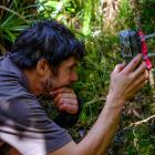 Department of Conservation ranger Tim Raemaekers checks a trail camera at a kiwi nest. PHOTO: TIM...