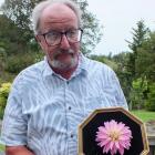 DHS president Stuart Brown with a dahlia in a frame, a new category at this weekend’s show....