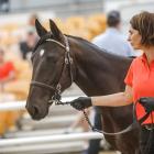 Katrina Price leads yesterday’s sale-topping Bettor’s Delight colt at the national yearling sales...
