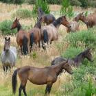 Wild horses await discovery in the hills above Kaitangata during a fundraising trek this weekend....