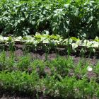 Carrots and leeks are good bedfellows, while beans require a lower pH and potatoes lower still....