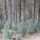 Pines can be the ideal nursery crop for native species, local farm foresters say. PHOTO: SUPPLIED...