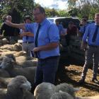 PGG Wrightson livestock genetics auctioneer John McKone gets proceedings under way in pen one at...