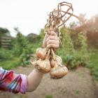 Onions are ready for harvesting once the leaves start turning brown or begin drying up.PHOTO:...