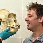 International researcher Dr Ian Towle examines a gorilla skull at the Otago Museum yesterday....