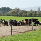 Lincoln University Dairy Farm cow have been found to have M. bovis after a positive milk...