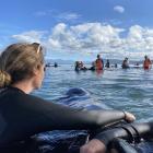 Lara Robertson, of Dunedin, sings to one of the long-finned pilot whales that became stranded on...