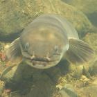 The longfin eel is ranked as ‘At Risk - Declining’. Photo: DOC