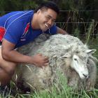King’s High pupil Steve Salelea with a very shaggy sheep he captured this week. PHOTO: PETER...