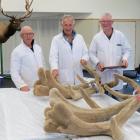 Judges consider the merits of entries in the recent New Zealand Elk and Wapiti Society’s...