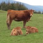 Limousins produce small calves with low birth weights, which mean they were useful to dairy...